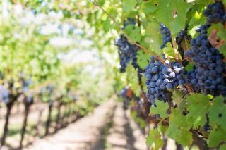 Vin blanc de Corse, cépages et appellations de l'île