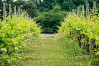 Vin Côtes de Millau : cépages, terroir et accords de l'AOC